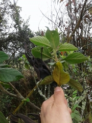 Varronia cylindrostachya