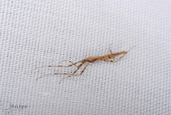 Styringomyia
