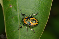 Eocanthecona concinna