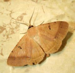 Ctenusa pallida