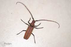 Aegolipton marginale