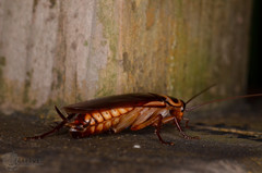 Periplaneta australasiae
