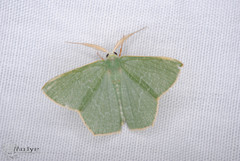 Thalassodes immissaria