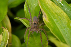 Pardosa pseudoannulata