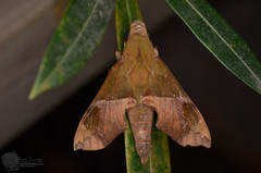 Angonyx testacea