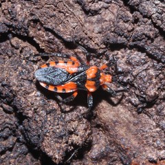 Tegea atropicta