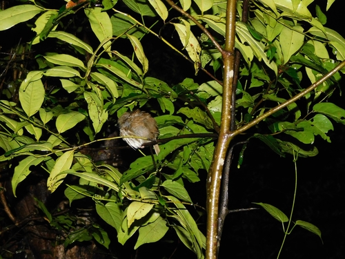 Puff-throated Babbler (Pellorneum ruficeps), photo 9