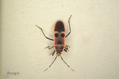 Physopelta gutta gutta