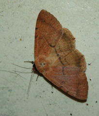 Ctenusa pallida