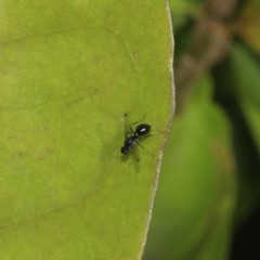 Parapalaeosepsis plebeia