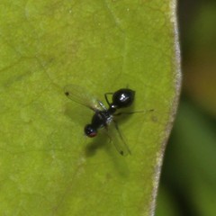 Parapalaeosepsis plebeia