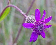 Senecio macrocephalus