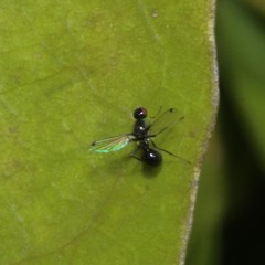 Parapalaeosepsis plebeia