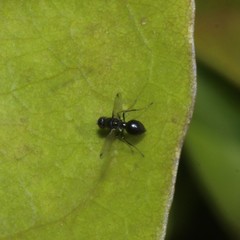 Parapalaeosepsis plebeia