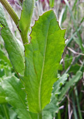 Senecio macrocephalus