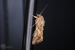 Spodoptera litura