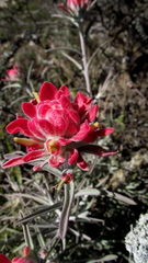 Castilleja lanata