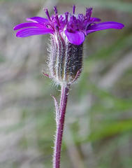 Senecio macrocephalus