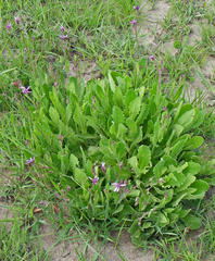 Senecio macrocephalus