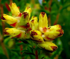 Penaea cneorum gigantea