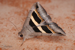 Grammodes geometrica