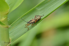 Notobitus meleagris
