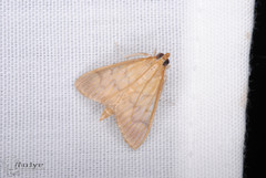 Crypsiptya coclesalis