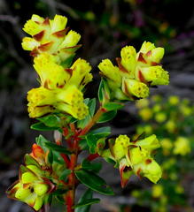 Penaea cneorum gigantea