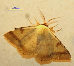 Ctenusa pallida