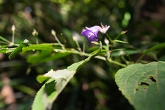 Strobilanthes dimorphotricha