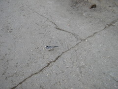 Motacilla alba