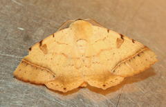 Ctenusa pallida