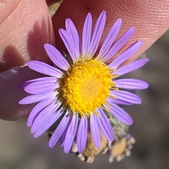 Dieteria asteroides asteroides