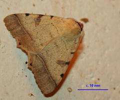 Ctenusa pallida