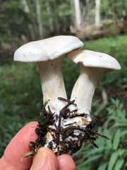 Leucopaxillus paradoxus