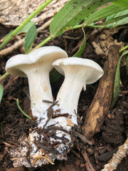Leucopaxillus paradoxus