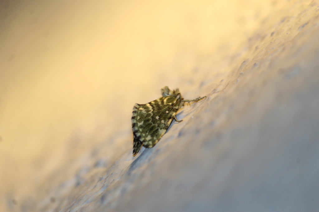 Plagiomimicus pyralina