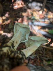 Leucopaxillus paradoxus