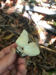 Leucopaxillus paradoxus