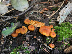 Xeromphalina enigmatica