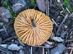 Xeromphalina enigmatica