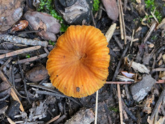 Xeromphalina enigmatica