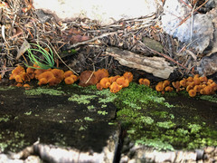 Xeromphalina enigmatica