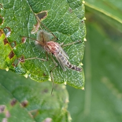 Chironomus