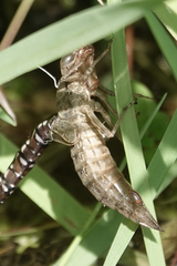 Aeshna juncea