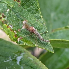 Chironomus