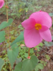 Begonia gracilis