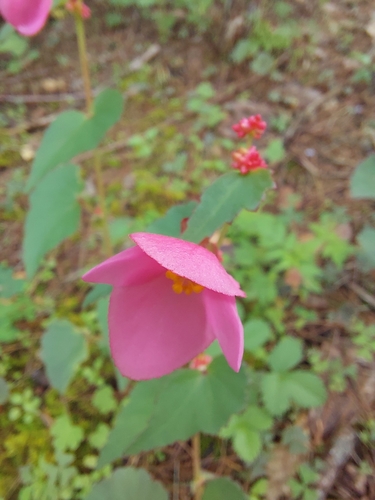 Image of Begonia gracilis by (c) Jalil R., some rights reserved (CC BY-SA)