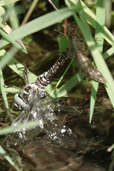 Aeshna juncea