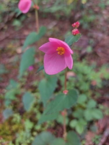 Image of Begonia gracilis by (c) Jalil R., some rights reserved (CC BY-SA)